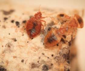 Pest Control Ainslie