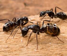 Pest Control Ainslie