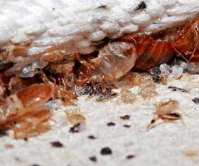 Pest Control Duncraig