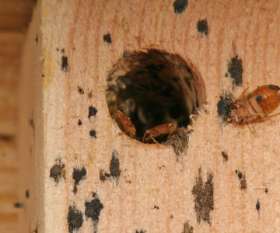 Pest Control Duncraig
