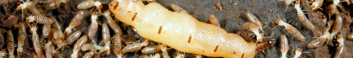 Pest Control Kingsley Banner