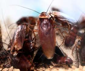 Pest Control Palm Beach