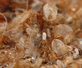 Pest Control Palm Beach