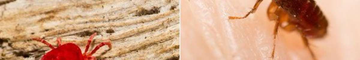 Pest Control Truganina Banner