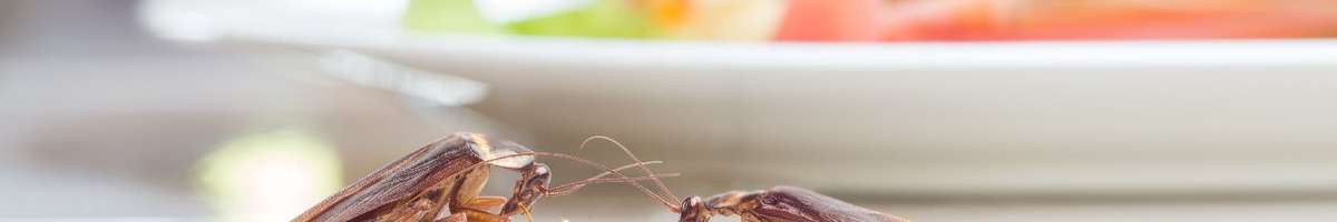 Pest Control Pymble Banner