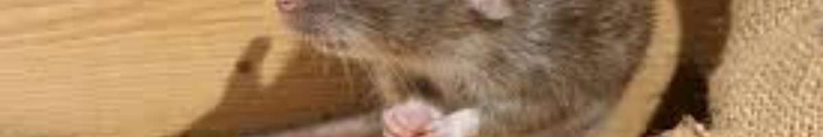 Pest Control Walkerville Banner