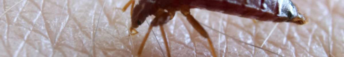 Pest Control Dickson Banner