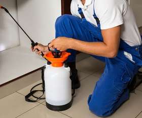 Pest Control Dickson