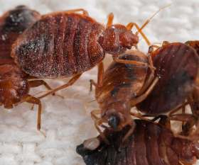 Pest Control Dickson