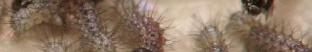 Pest Control Vaucluse Banner