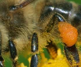 Pest Control Taringa