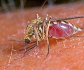 Pest Control Wentworth Point