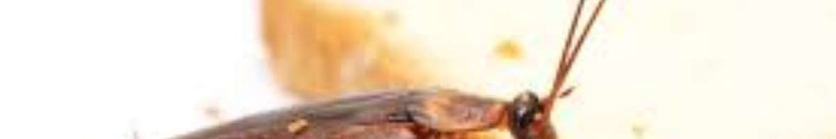 Pest Control Wyndham Vale Banner