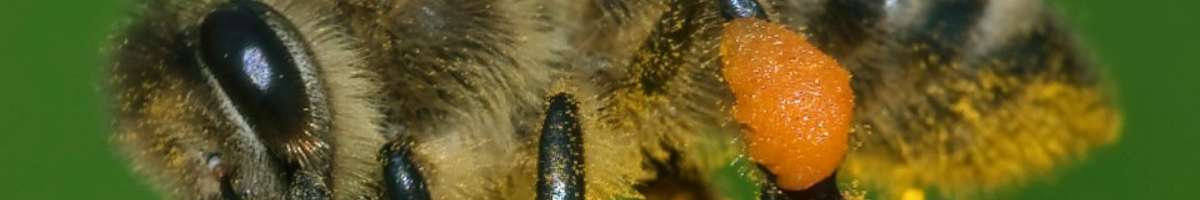 Pest Control Williamstown Banner