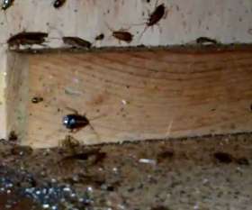 Pest Control Williamstown