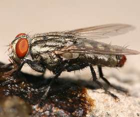 Pest Control Williamstown