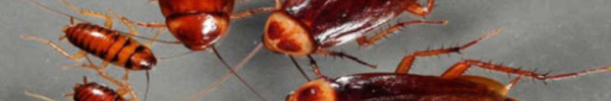 Pest Control Liverpool Banner