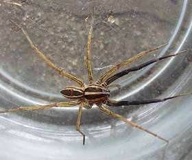 Pest Control Liverpool