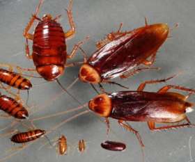 Pest Control Liverpool