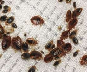 Pest Control Liverpool