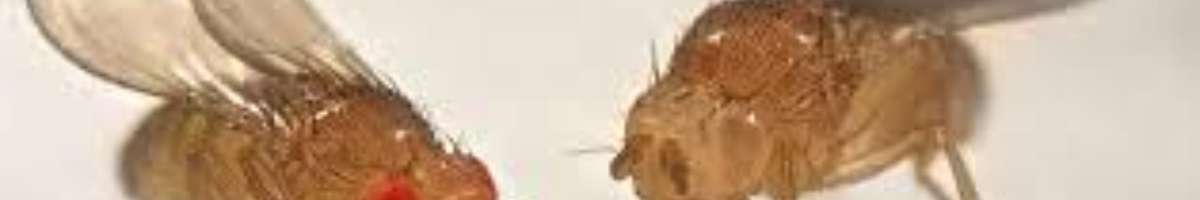 Pest Control Franklin Banner