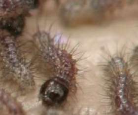 Pest Control Gungahlin