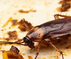 Pest Control Gungahlin