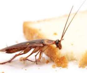 Pest Control Midland