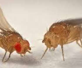 Pest Control Midland