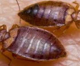Pest Control Midland