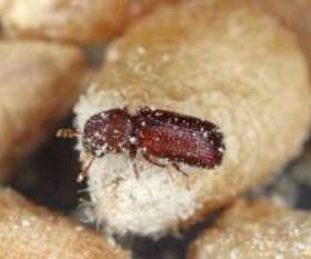 Pest Control Ngunnawal