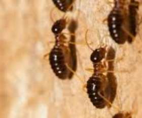 Pest Control Ngunnawal
