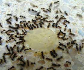 Pest Control Evatt