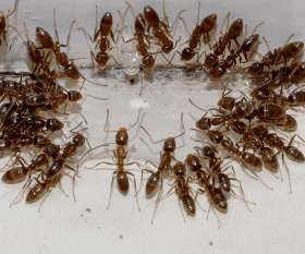 Pest Control Piara Waters