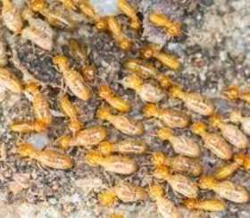 Pest Control Piara Waters