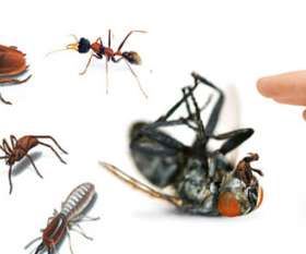 Pest Control Turner