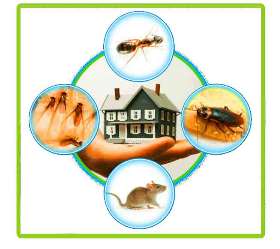 Pest Control Mornington