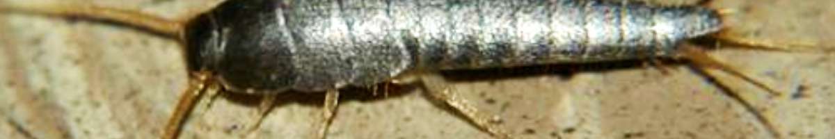 Pest Control Bonython Banner