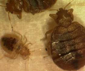 Pest Control Rose Bay