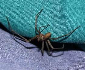 Pest Control Rose Bay