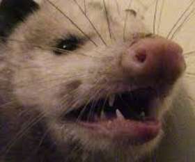 Pest Control Paradise Point