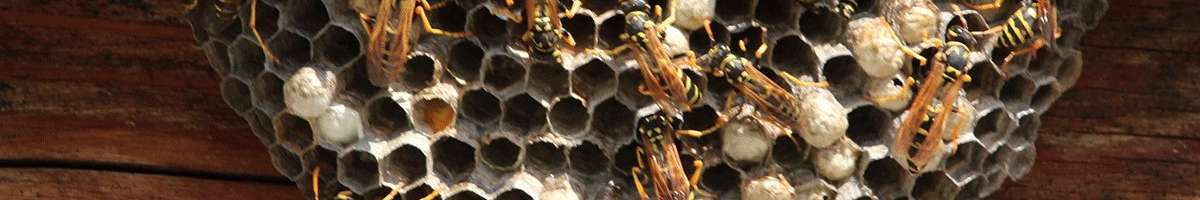 Pest Control North Lakes Banner