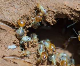 Pest Control North Lakes