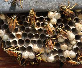 Pest Control North Lakes