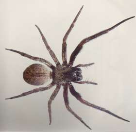 Pest Control North Lakes