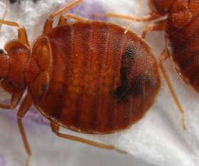 Pest Control Macquarie