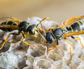Pest Control Macquarie
