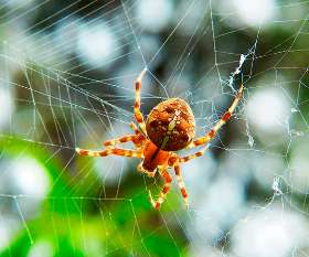 Pest Control Macquarie