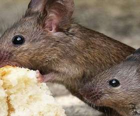 Pest Control Macquarie