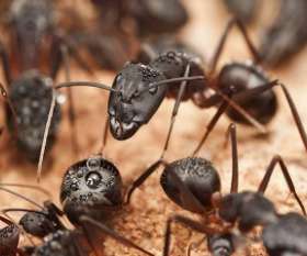Pest Control Macquarie